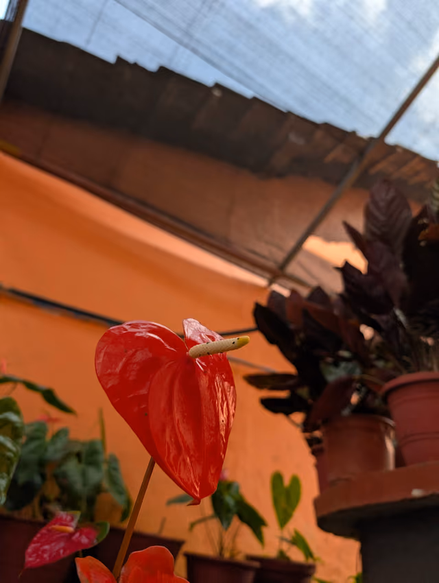 Photograph by Akash Plackal.
